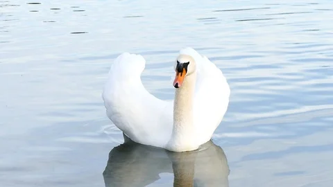 Swan on the lake Stock Footage 125305857
