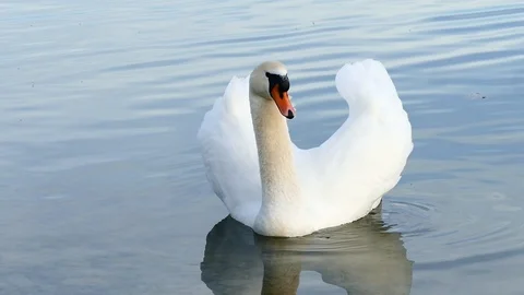 Swan on the lake Stock Footage 125305883