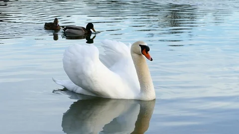Swan on the lake Stock Footage 125305897