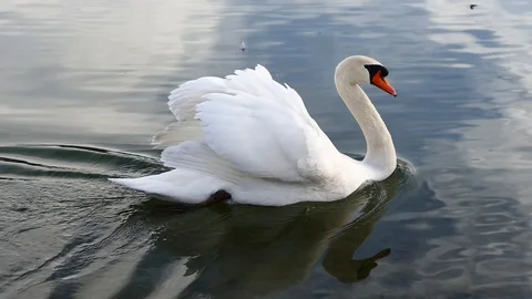 Swan on the lake Stock Footage 125305939