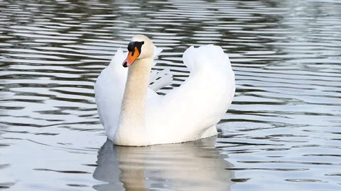 Swan on the lake Stock Footage 125305944
