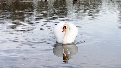 Swan on the lake Stock Footage 125305951