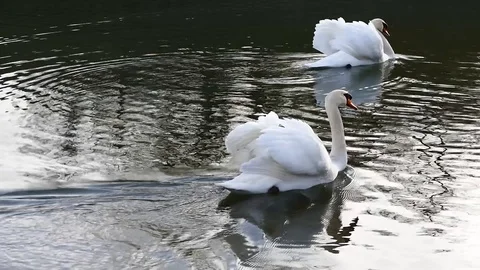 Swan on the lake Stock Footage 125306016