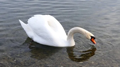 Swan on the lake Stock Footage 125306034