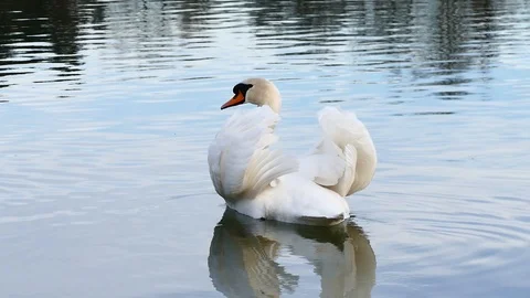 Swan on the lake Stock Footage 125306036