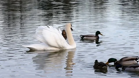 Swan on the lake Stock Footage 125306040