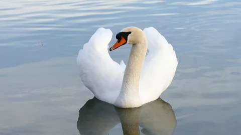 Swan on the lake Stock Footage 125306096