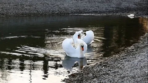 Swan on the lake Stock Footage 125306138