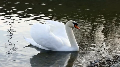 Swan on the lake Stock Footage 125306139