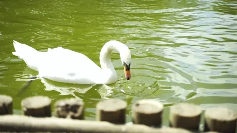 Swan in Lake Stock Footage 139146332