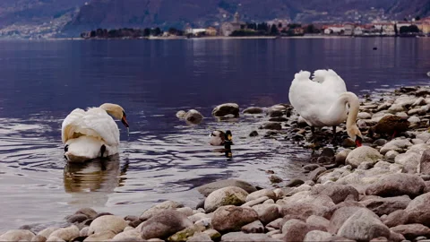 Swan on the lake 動画素材 148985153