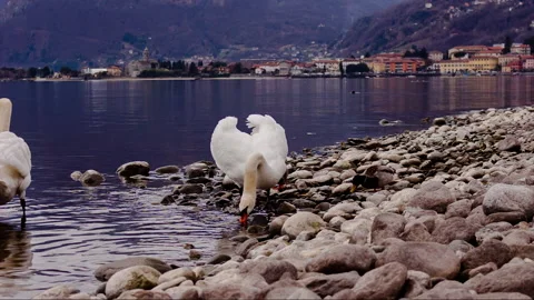 Swan on the lake Stock Footage 148985268