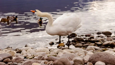 Swan on the lake Stock Footage 148985656