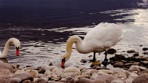 Swan on the lake Stock Footage 148986619