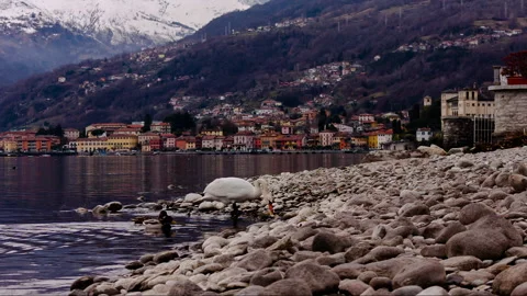 Swan on the lake Stock Footage 148987420