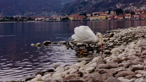 Swan on the lake Stock Footage 148988084