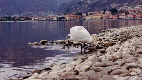 Swan on the lake Stock Footage 148988873