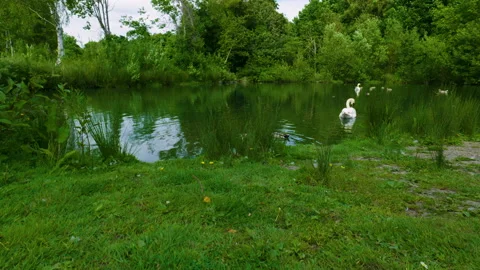 Swan in a lake Stockbeeldmateriaal 155592391