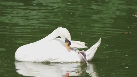 Swan on the Lake Stock Footage 155730766