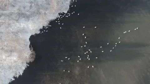 Swan Lake 스톡 동영상 168255464