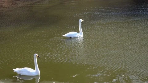 Swan in the lake Stock Footage 168458459