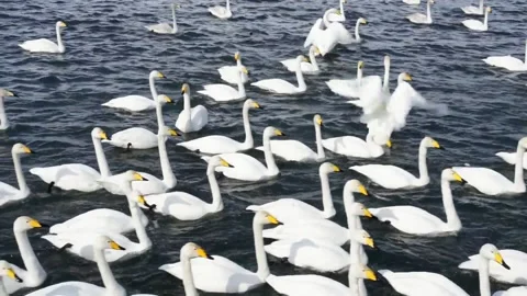Swan lake Stock Footage 178486000