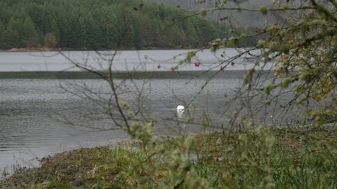 Swan In A Lake Stock Footage 220306565