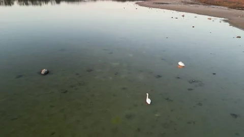 Swan in lake Stock Footage 221251920