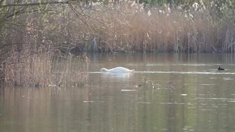 Swan in the lake Stock Footage 237840774