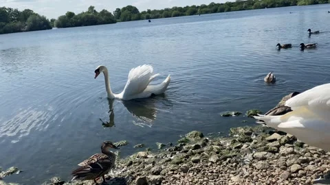 Swan in the lake Stock Footage 241806701