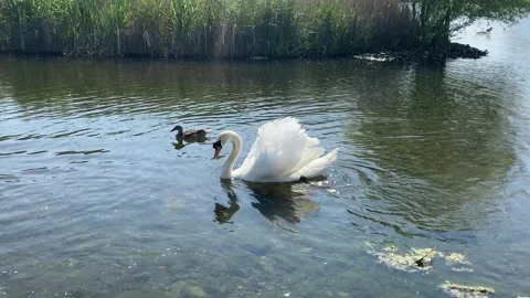 Swan in the lake Stock Footage 241806773