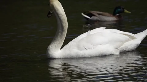Swan in the lake Stock Footage 241843476