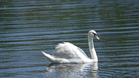 Swan in the lake Stock Footage 241920625