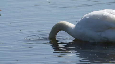 Swan in the lake Stock Footage 241950108