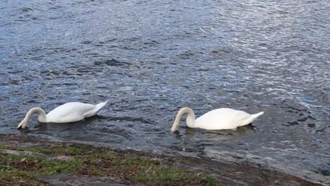 Swan at lake. Stock Footage 253075113