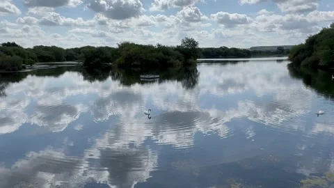 Swan in the lake Stock Footage 281010950