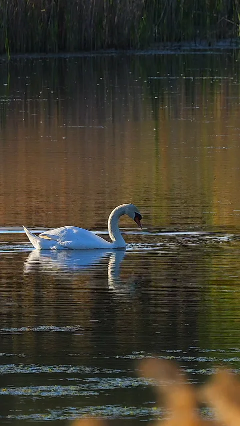 Swan in the lake Stock Footage 293152018