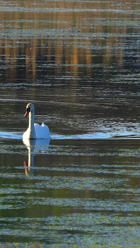 Swan in the lake Stock Footage 293152265