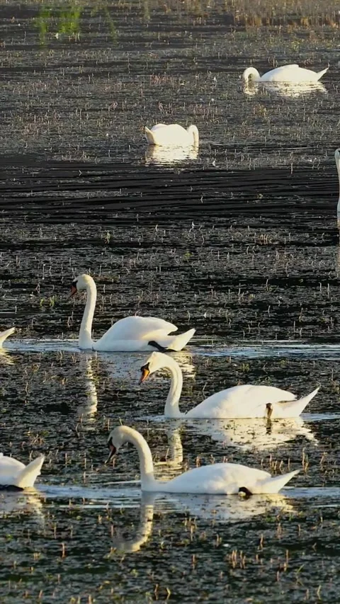 Swan lake Stock Footage 293152321