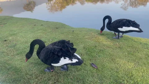 Swan on lake Stock Footage 325561251