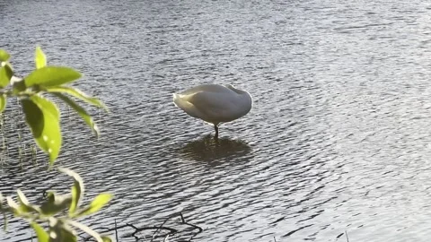 Swan in the lake Vídeos de archivo 333862758