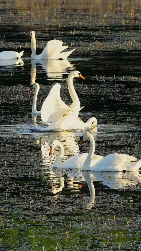Swan lake in the forest Stock Footage 293152281