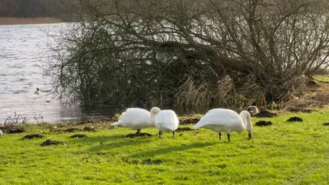 Swan Lake, High angle view of swans swimming in lake, swans sitting at coastline Stock Footage 302022768
