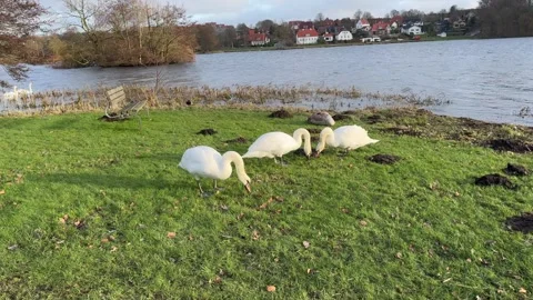 Swan Lake, High angle view of swans swimming in lake, swans sitting at coastline Stock Footage 303243834
