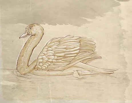 A swan in the lake Stock Illustration