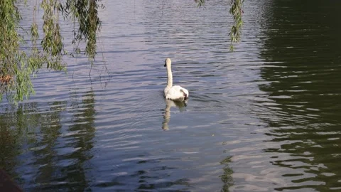 Swan Lake in Japan Video stock 158034352