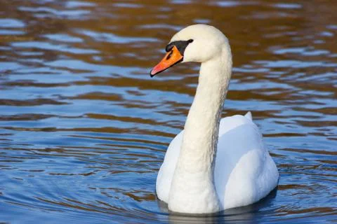 Swan in the lake Foto stock