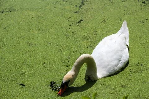 Swan in Lake 写真素材