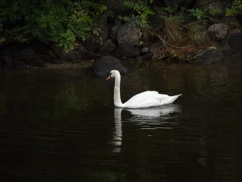 Swan in lake Stock Photos