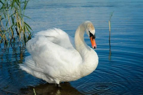 Swan on the Lake Stock Photos